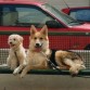 Fiti y Kora, a Fiti lo rescatamos con solo 3 meses y una pata rota y a Kora con 7 meses nunca habia salido a la calle, se pasó los primeros meses de vida atada a un arbol
